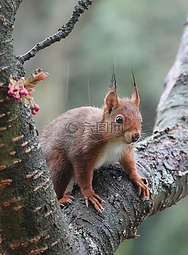 松鼠,嚙齒動物,nager