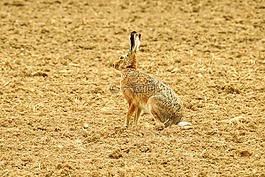 野兔,動物,性質(zhì)