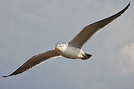 動(dòng)物,天空,云
