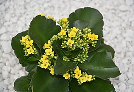 花黄长寿,植物,绿色的树叶
