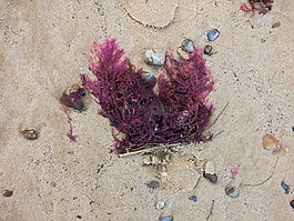 沙,海藻,海滩