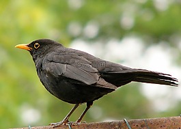黑鳥,黑,野生生活