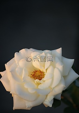 玫瑰,白,花