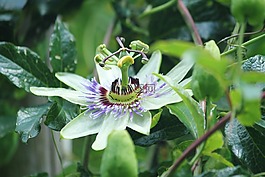 西番蓮,花,植物