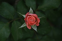 玫瑰,花園,花