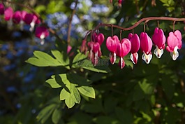 花,葉子,綠色