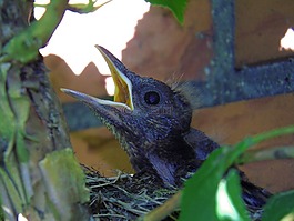 黑鳥,鳥巢,品種