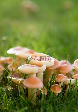 蘑菇,草地,秋季