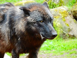 狼,黑色,野生動物公園
