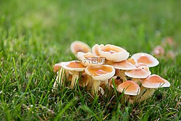 蘑菇,草地,秋季