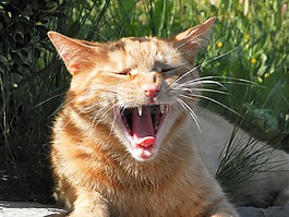猫咪,打哈欠,动物