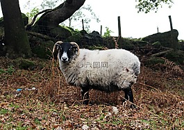羊,牛角,動(dòng)物