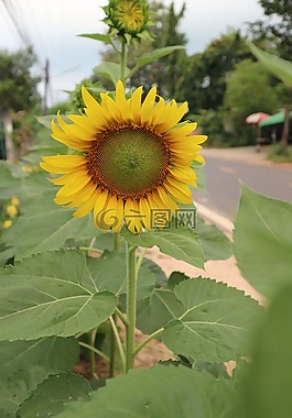 向日葵,開放,花
