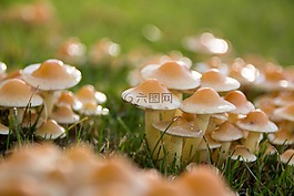 蘑菇,草地,秋季