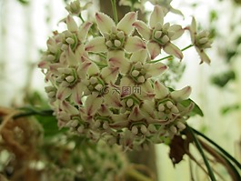 原生葡萄藤,花,藤