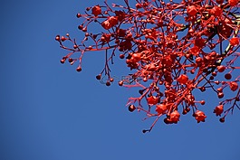 火焰树,红色,夏天