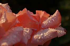 玫瑰,灌木,开花