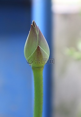 蓮花,綠