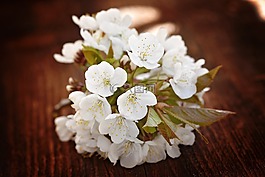 櫻花,白,鮮花
