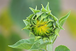 太陽花,芽,夏季