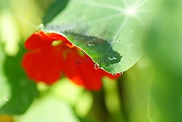 焊菜屬的植物,水芹,wassertrofpen