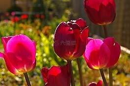 郁金香,红色郁金香,红色