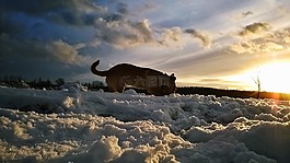 雪,冬季,狗