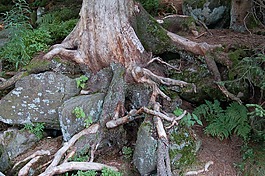 石頭,根,性質(zhì)