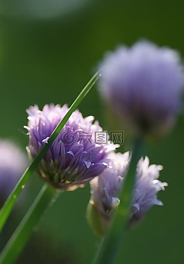 韭菜,開花,芽