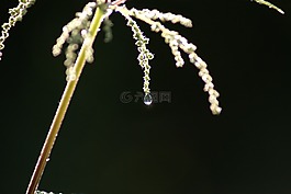 露水,露珠,含