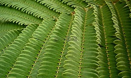 葉,綠色,蔬菜