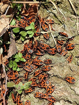火的 bug,bug,昆蟲