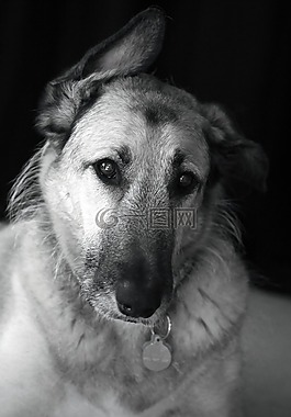 狗,動物,寵物