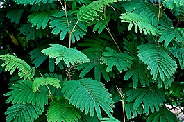 葉,綠色,蔬菜