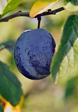 梅花,水果,性質(zhì)