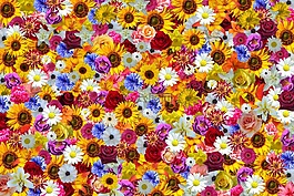 鮮花,太陽(yáng)花,豐富多彩