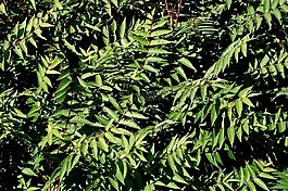 葉,綠色,蔬菜