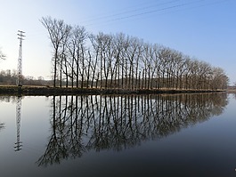 大道,樹木,水