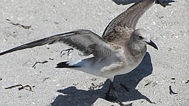 海鷗,鳥,夏天