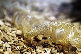 svléknutá蛇的皮肤,蛇,爬行动物
