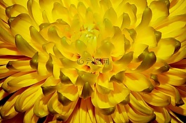 黄色,花,快乐