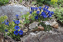 龍膽,性質(zhì),夏季