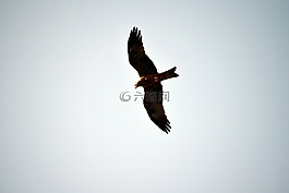 黑鳶,猛禽,飛行