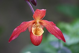 蘭花,花,詳細(xì)