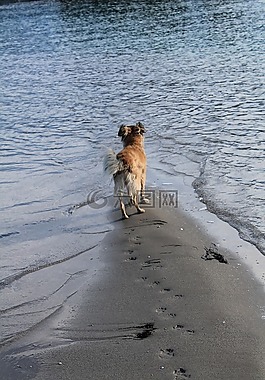 狗,海灘,沙