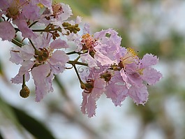 花,泰國,開花