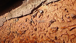 迷宮,木,死樹(shù)