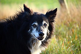 狗,邊框,牧羊犬