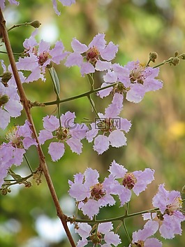 花,夏天,泰國