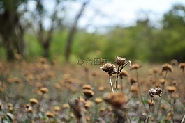 干花,干的花園,困擾